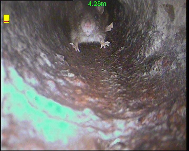 CCTV survey still of a rat inside a drain pipe, four metres along the run.