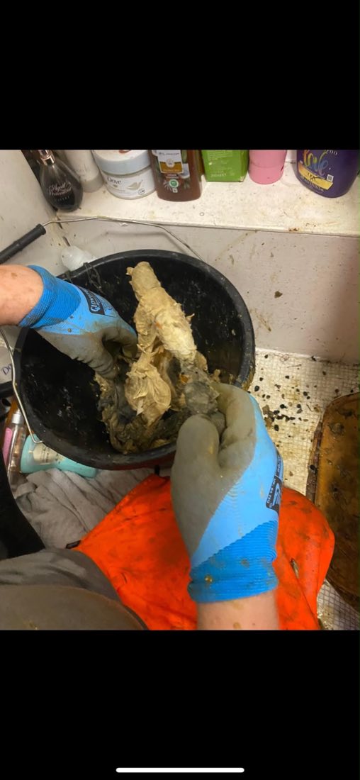 Gloved hands holding a large mass of congealed fat removed from a drain.