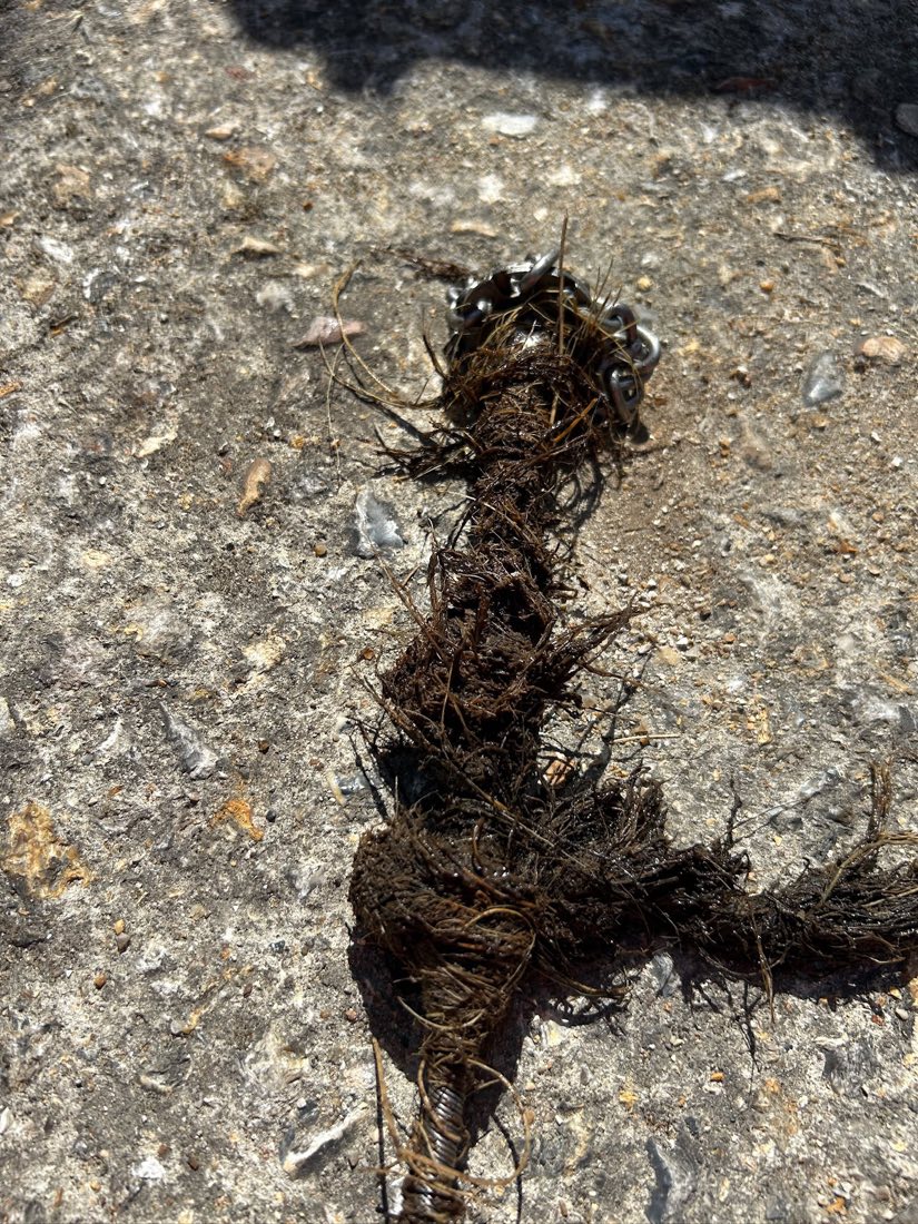 A compacted ball of fine roots removed from a drain, laid on paving.