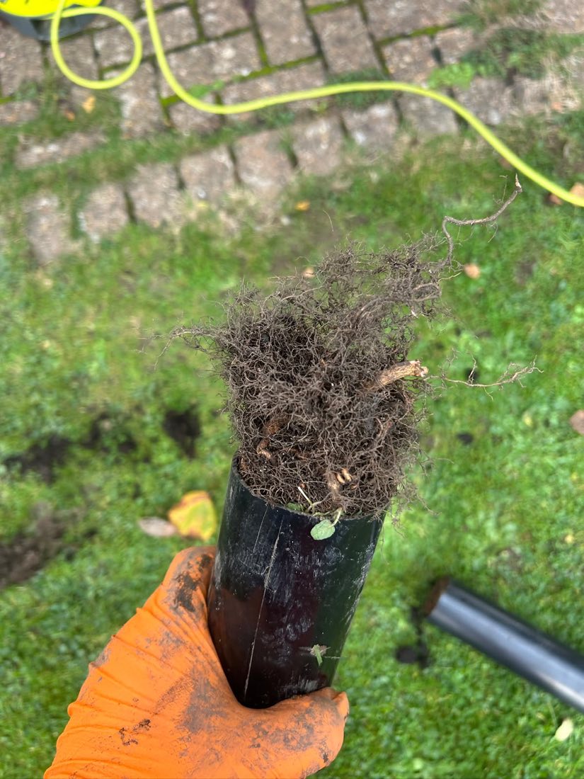 A gloved hand holding a dense mass of fine tree roots removed from inside a drain pipe.